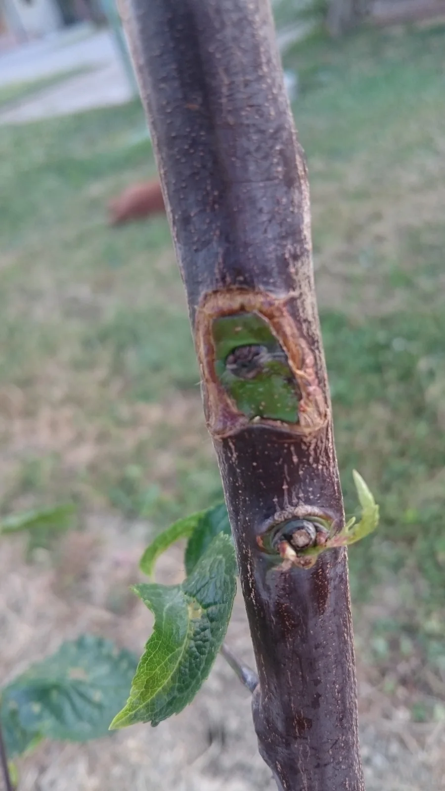 Detalj cijepljenja i razvoja pupa na voćki