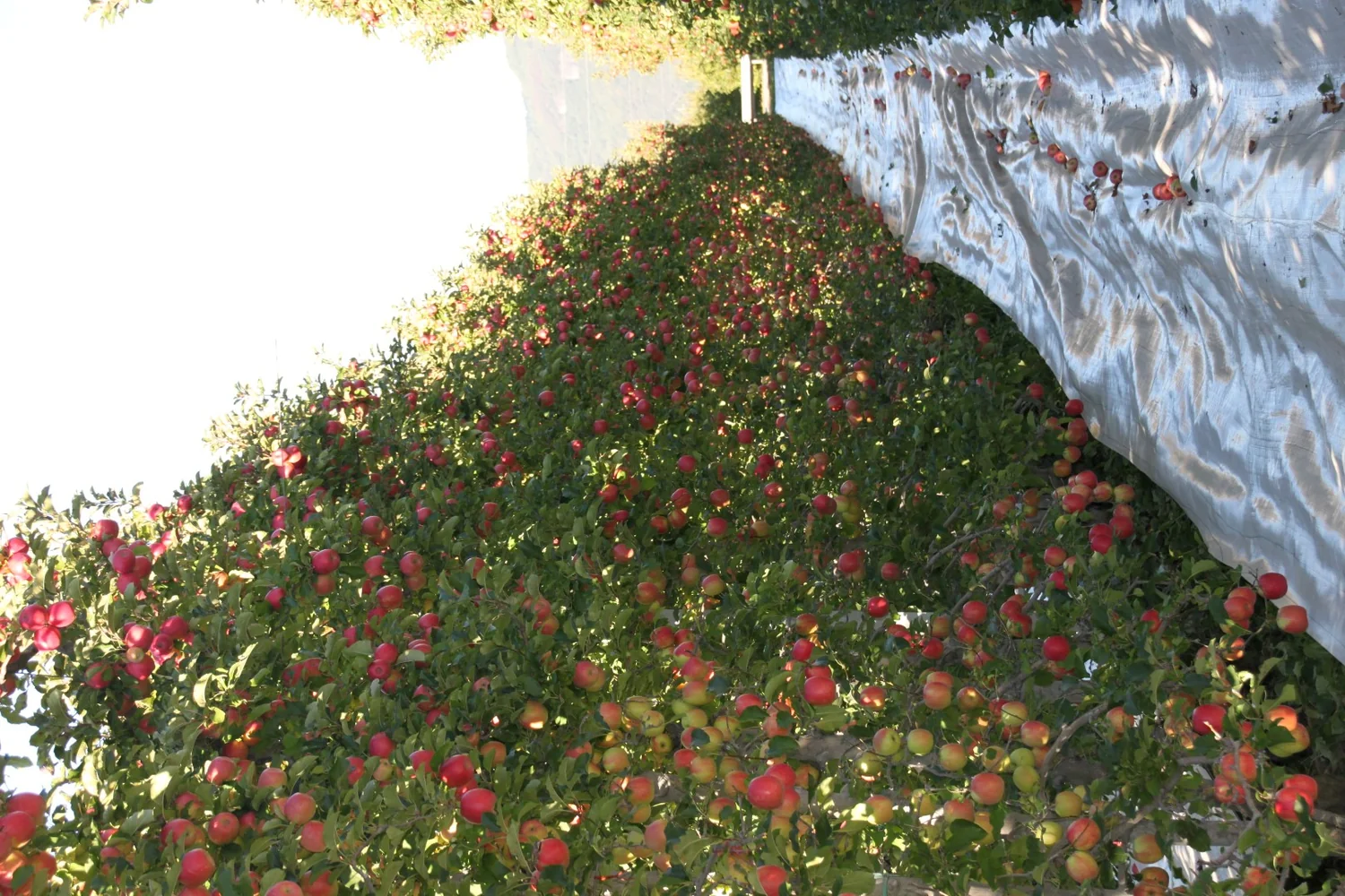 Red intenzivnog nasada jabuke u punom rodu